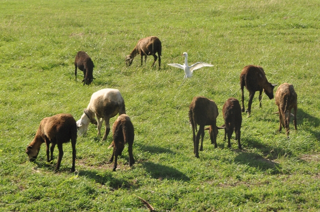 grenada, caribbean, west indie-003.jpg - CATTLE EGRET - GRENADA, CARIBBEAN - 2011